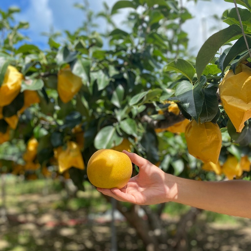 新甘泉 秀品 5kg（14～18玉）【 ファーム SORA 】 ｜鳥取の特産品お