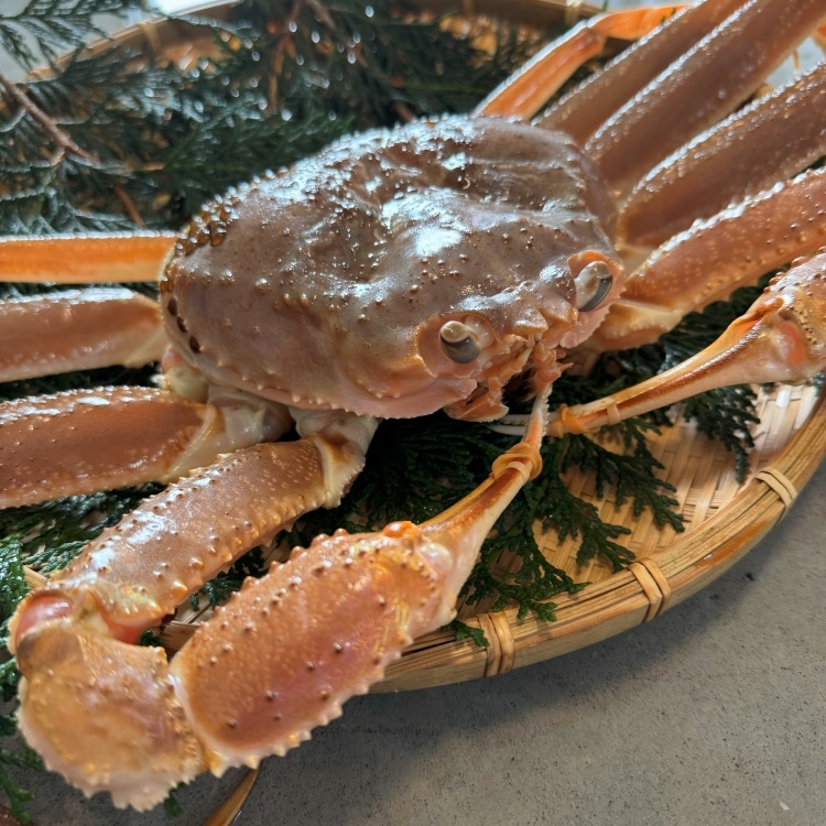 【最高級・特別価格】鳥取県境港産 松葉かに Mサイズ 活 5枚入り 1級品厳選 11月中旬～3月中旬発送予定>鳥取県境港産 タグ付き生松葉がに(700g×2枚