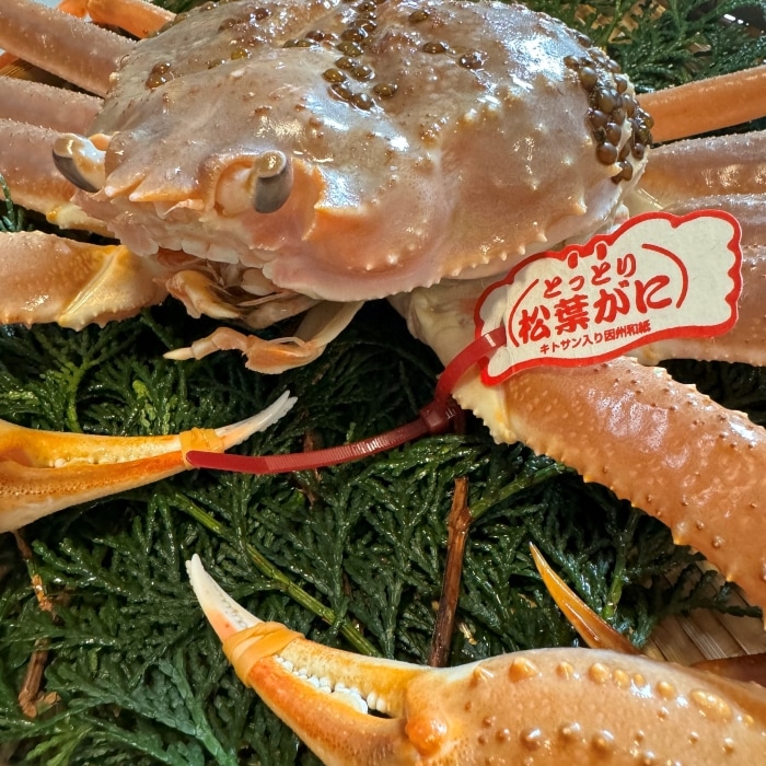 ご贈答用におすすめ最高級松葉ガニ≪ブランドタグ付≫【大】800g以上