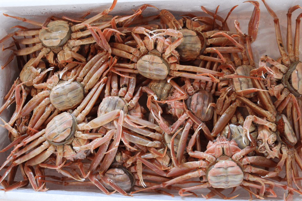 冷蔵 折れ生親ガに（セコ）30～35枚入り1箱直送便【鳥取のうまいもの