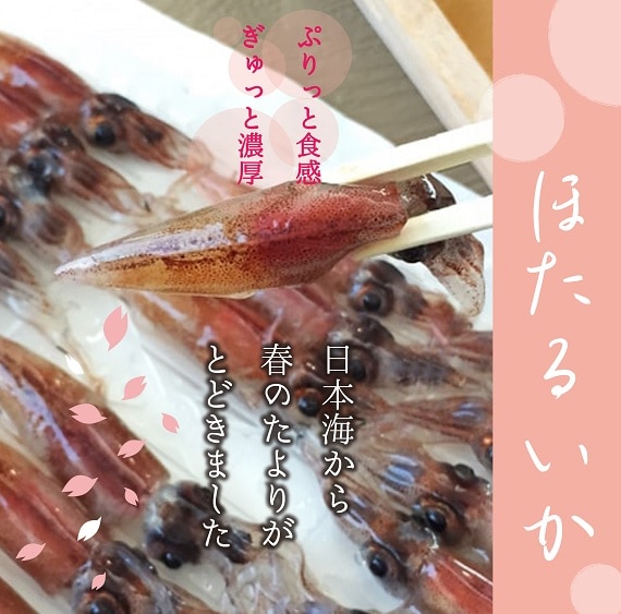 新鮮ホタルイカ お刺身OK! 【冷凍パック】【山根商店】 ｜鳥取の特産品