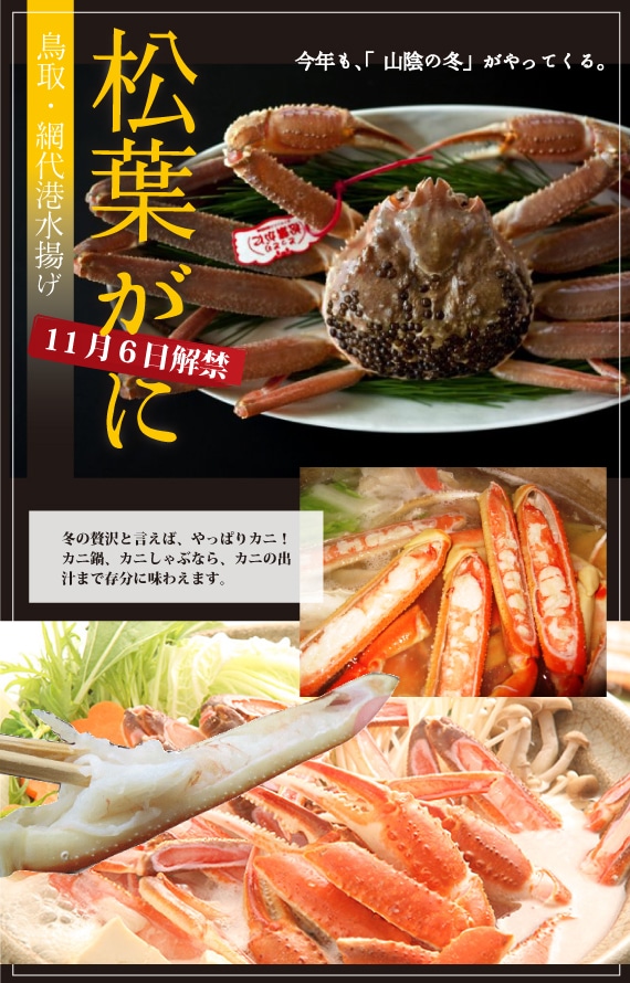 松葉ガニ漁解禁！ 松葉ガニ 特大サイズ 900g-1.1kg 前後タグ付【生