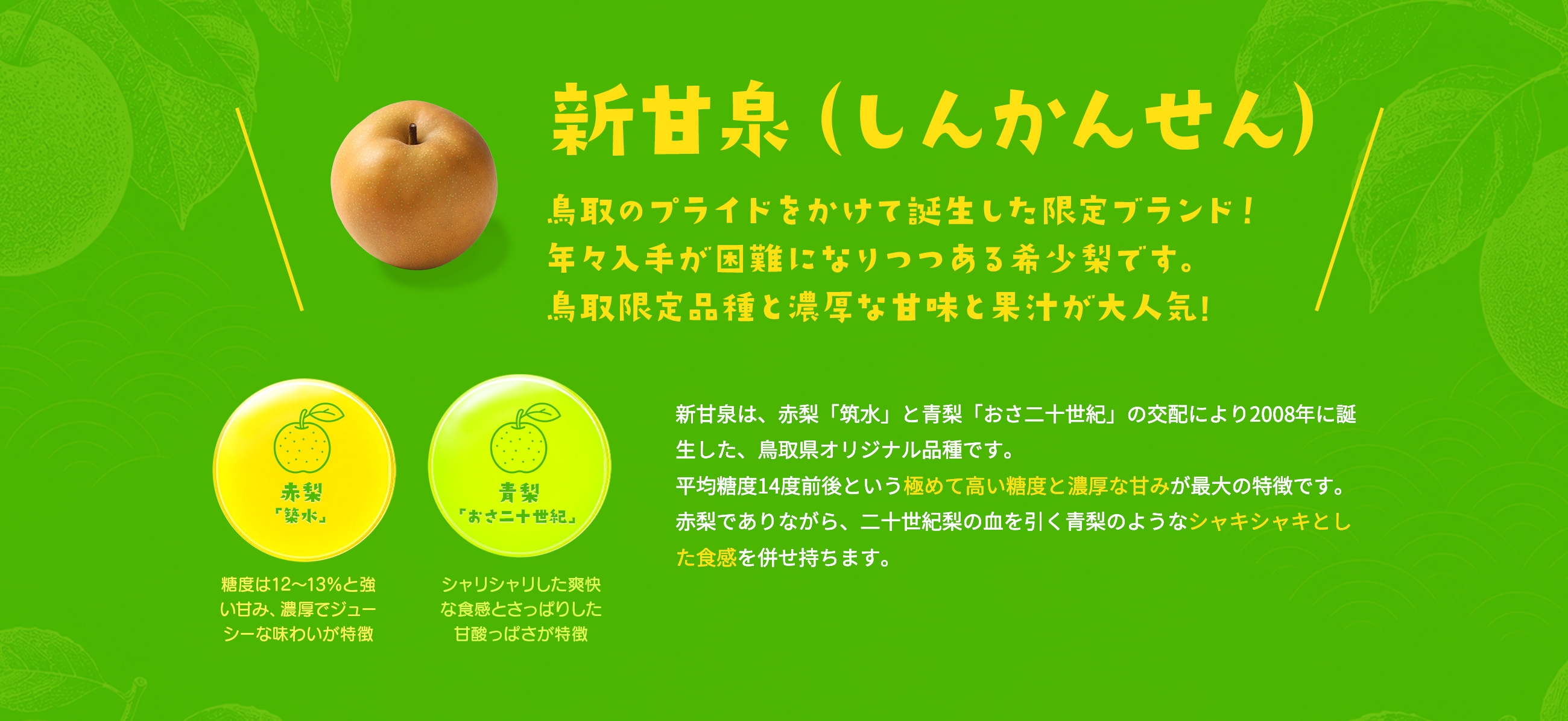 新甘泉