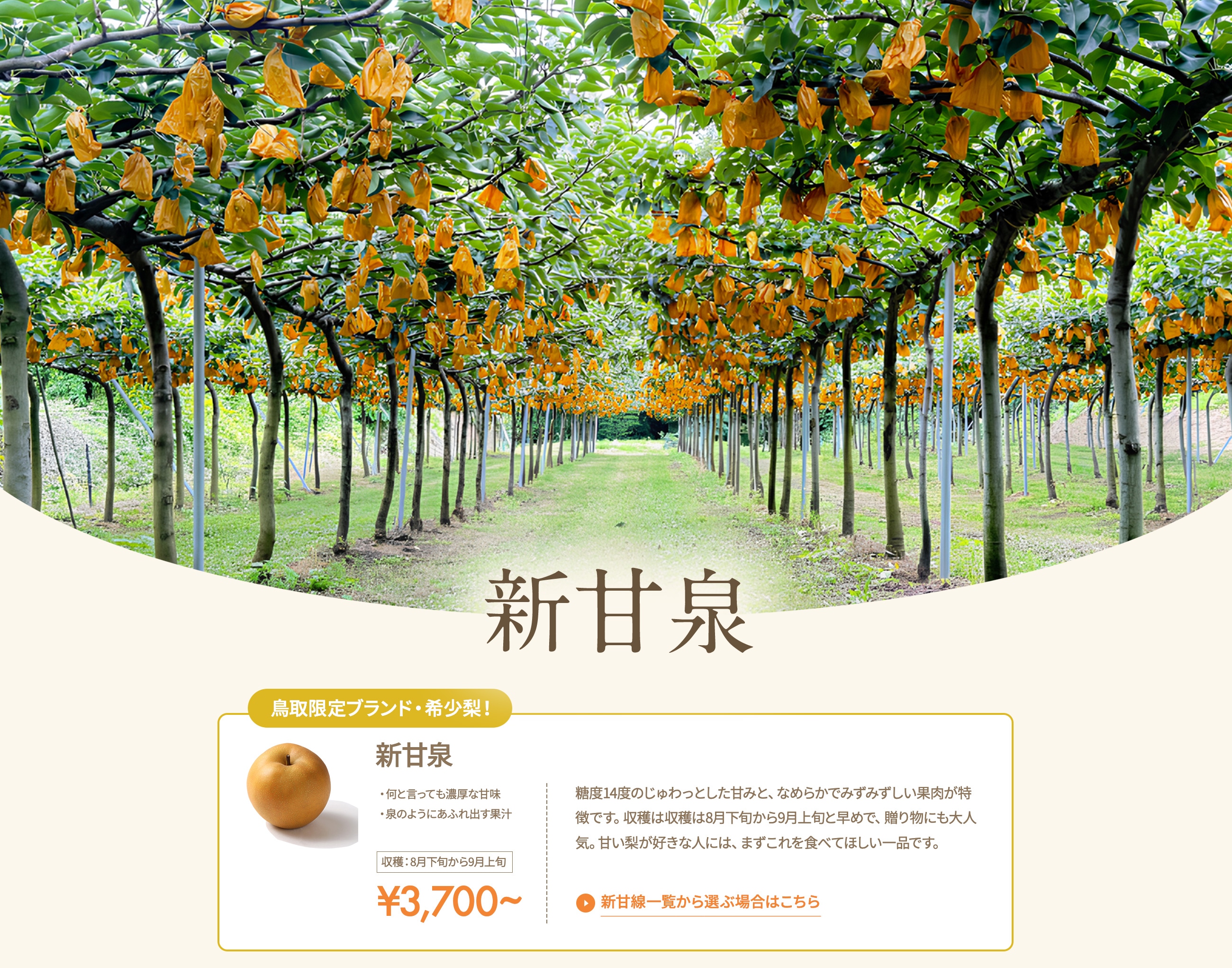 新甘泉2