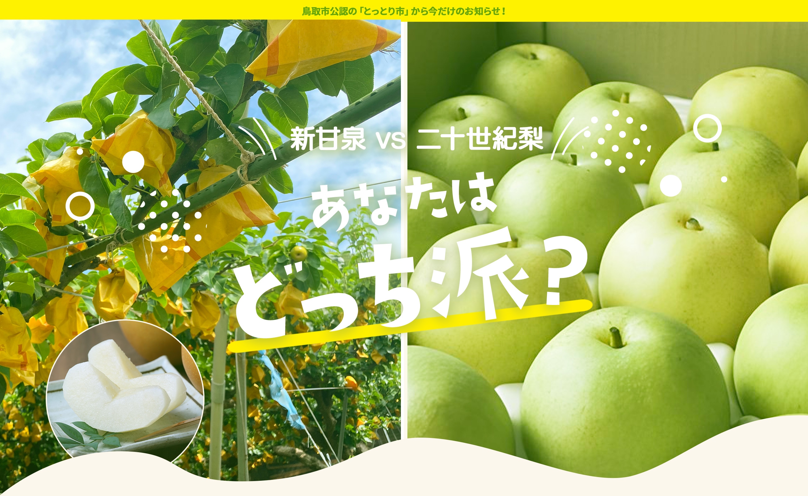 新甘泉 vs 二十世紀梨｜鳥取の梨2品種特集