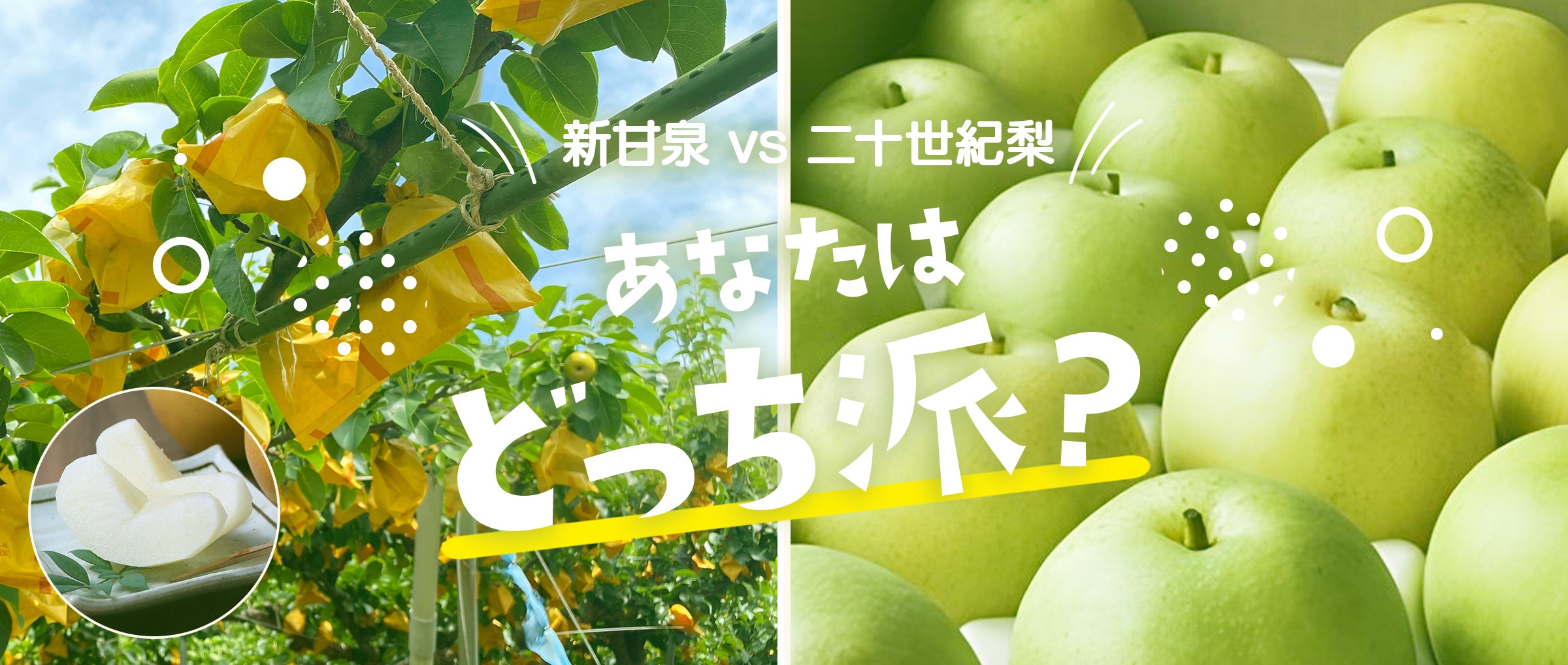 新甘泉・二十世紀梨 産地直送特集