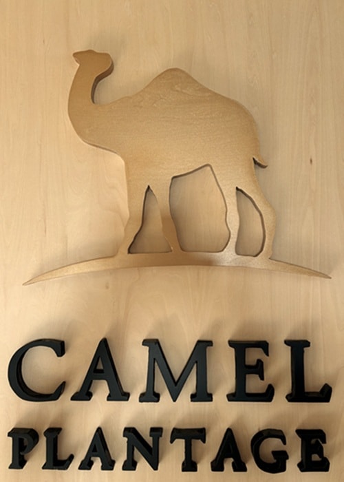 camel plant