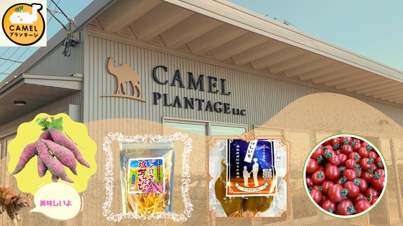 camel plant
