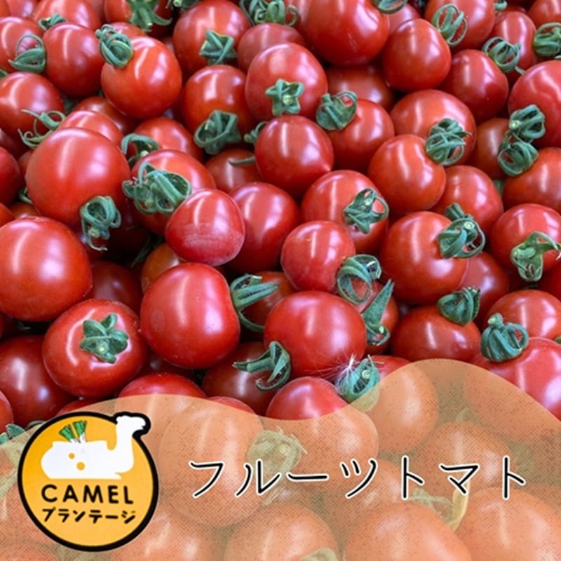 フルーツトマト 1.5kg～【Camelプランテージ】 ｜鳥取の特産品お