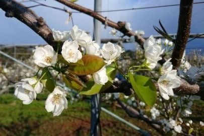 五本松　まえ柴