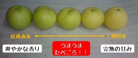 五本松　まえ柴