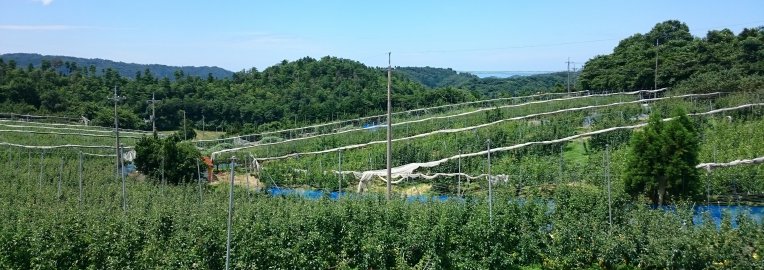 五本松　まえ柴