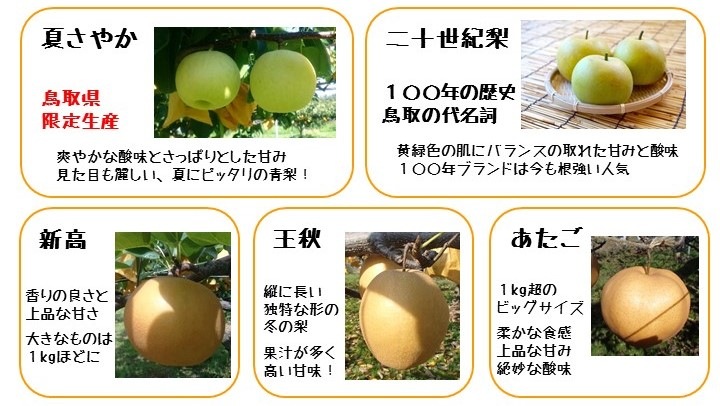 梨✨ 鳥取県限定品種】夏さやか・3kg 『夏の梨』！レア品種【五本松 まえ柴