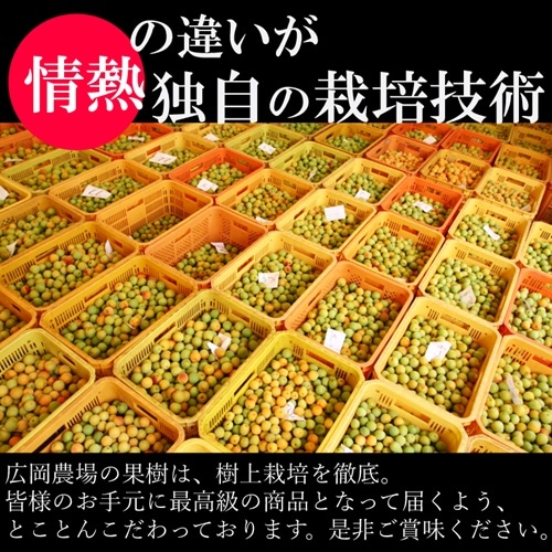 5kg 数量限定【収穫期間が非常に短い完熟ウメ】ブレンド完熟梅 予約 南