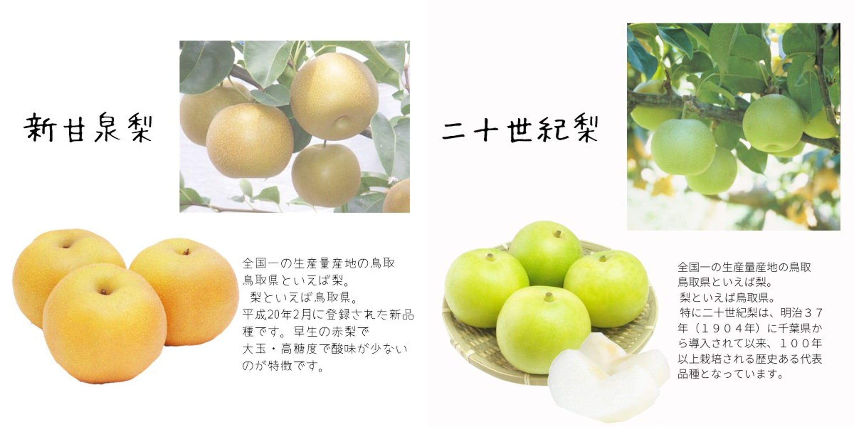 2025年度終了】新甘泉梨・二十世紀梨 ペアセット（訳あり ご自宅用