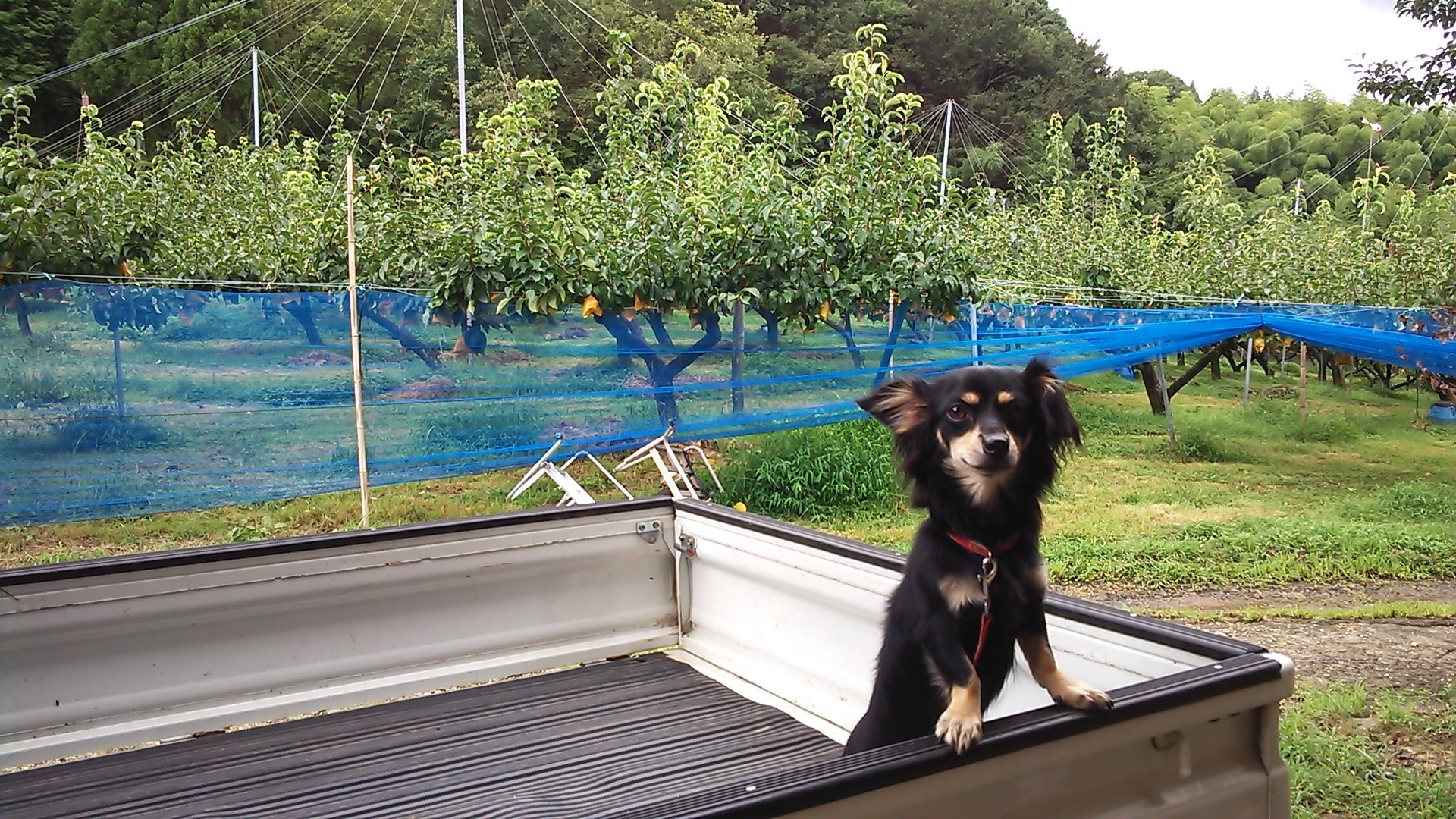 鹿児島県産 新鮮 らっきょう 10kg 鳥取 に次ぐ生産量863 楽天市場】らっきょう 10kgの通販