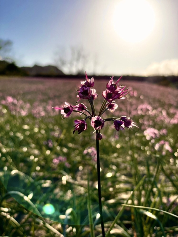 らっきょうの花