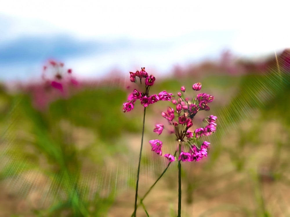 らっきょう・花