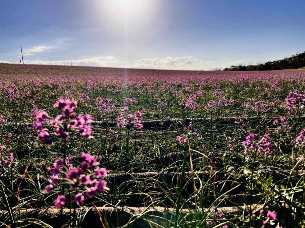 らっきょうの花.2