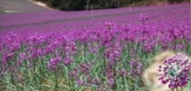 らっきょうの花