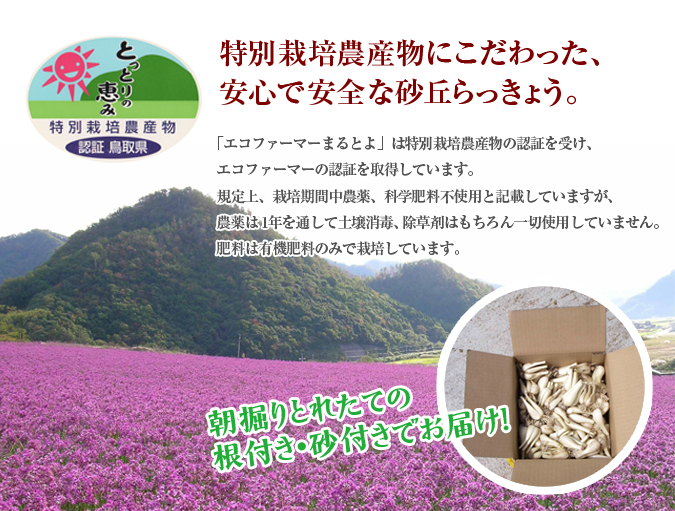らっきょう専門店　エコファーマーまるとよ