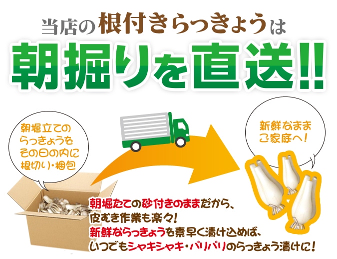 朝堀り直送