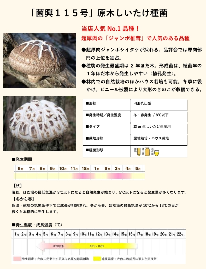 しいたけ種菌 形成菌115号シート ｜鳥取の特産品お取り寄せ