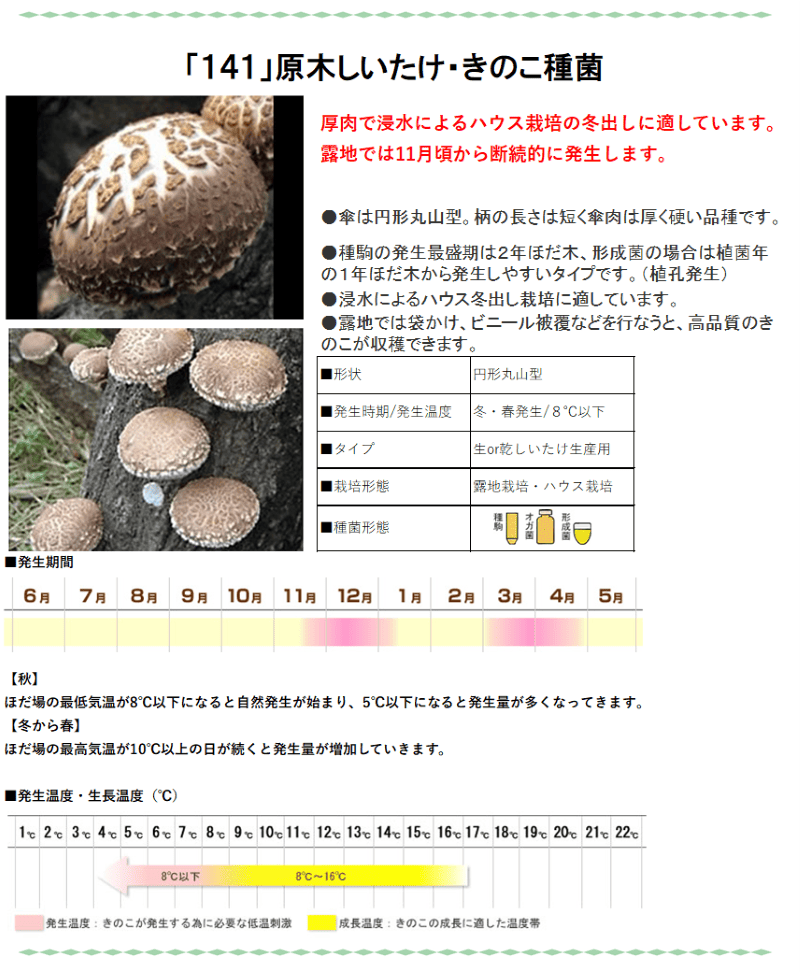 しいたけ種菌 形成菌141号シート 【きのこのお店 しいたけ本舗