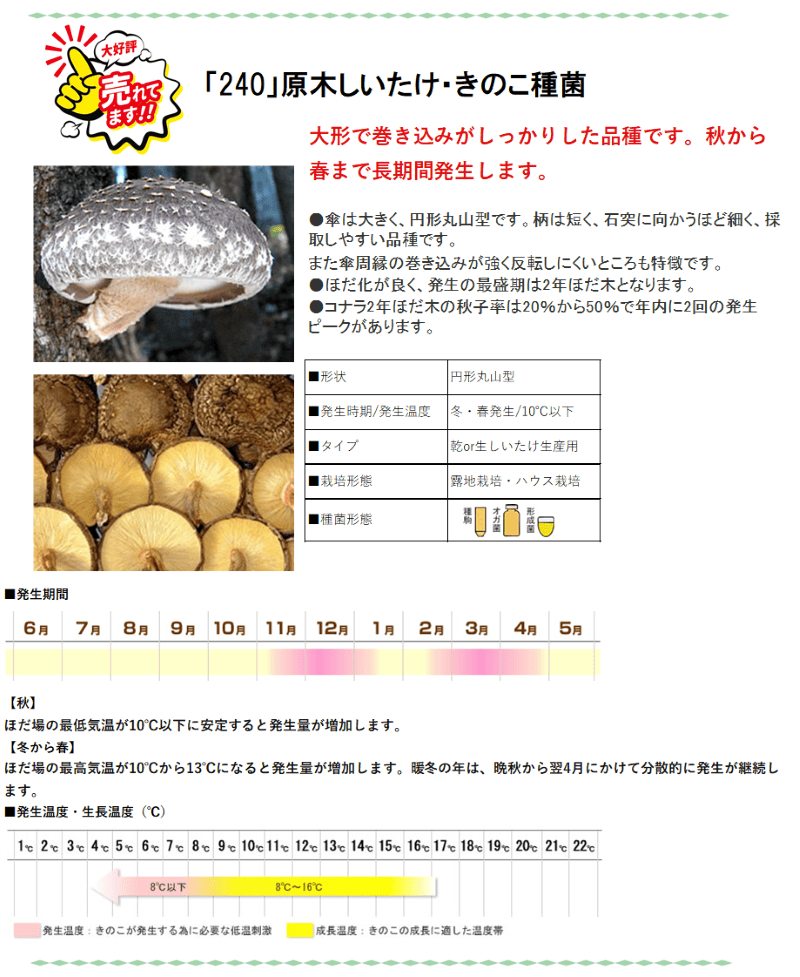 登録品種 菌興240号 駒菌（400駒）【きのこのお店 しいたけ本舗