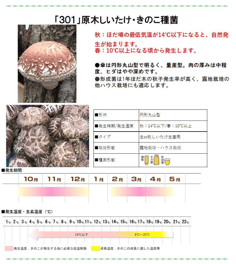 しいたけ種菌 形成菌301号シート【きのこのお店 しいたけ本舗】 ｜鳥取