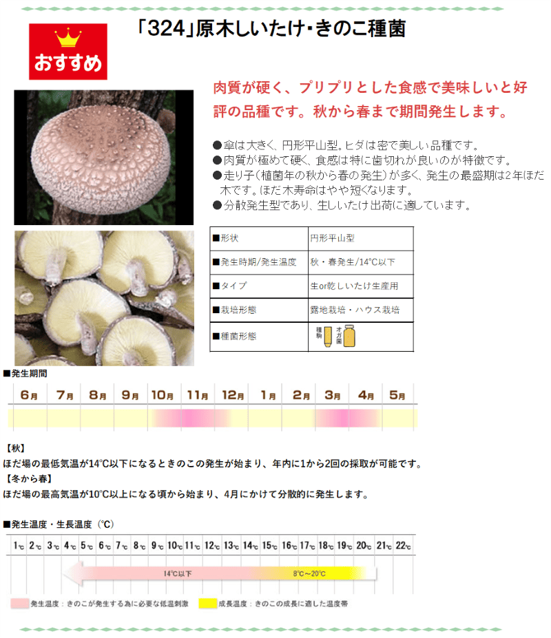 登録品種 菌興324号 駒菌（800駒）【きのこのお店 しいたけ本舗