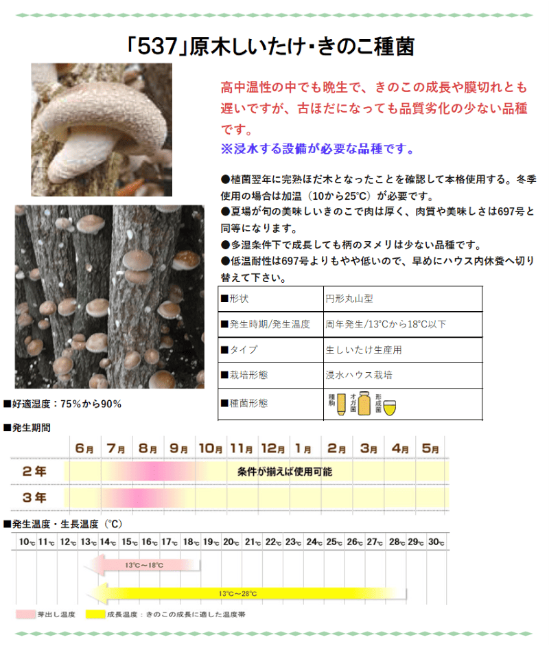 浸水発生》しいたけ種菌 形成菌537号シート 【きのこのお店 しいたけ