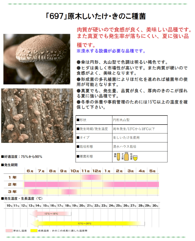 浸水発生》しいたけ種菌 形成菌697号シート 【きのこのお店 しいたけ