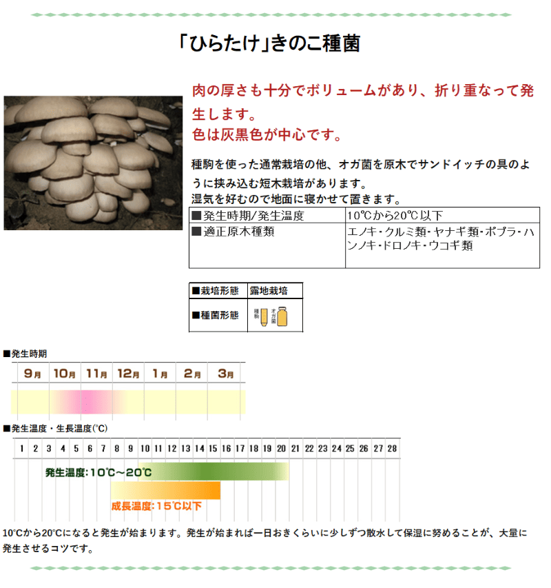 きのこ種菌 ひらたけ（オガ菌）【きのこのお店 しいたけ本舗】 ｜鳥取
