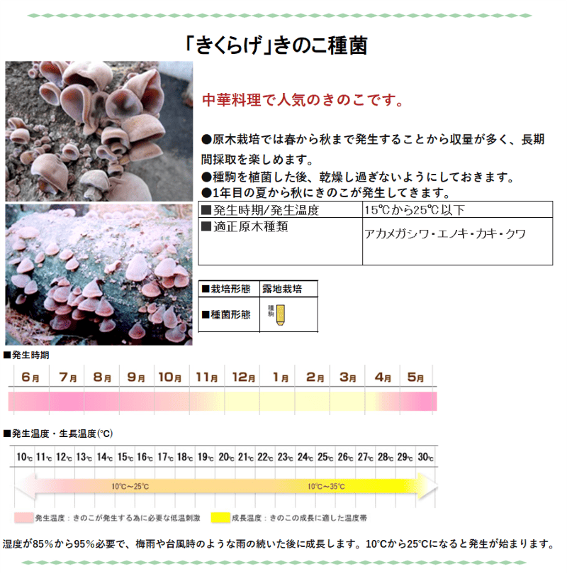 きのこ種菌 きくらげ駒菌（400駒）【きのこのお店 しいたけ本舗