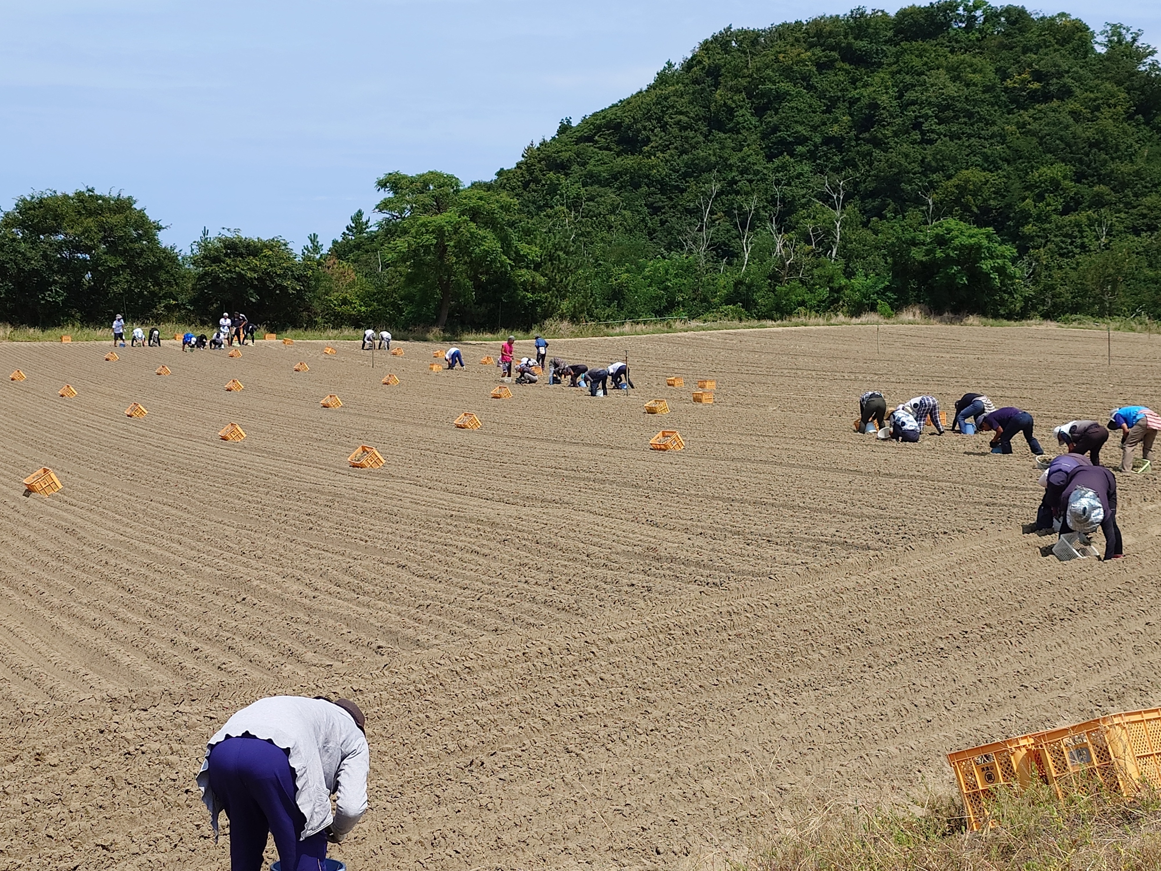 東光園】根付き砂丘らっきょう 10kg（S～Lサイズ） ｜鳥取の特産品お 