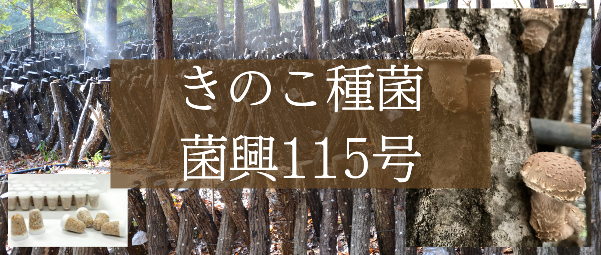 きのこカテゴリー