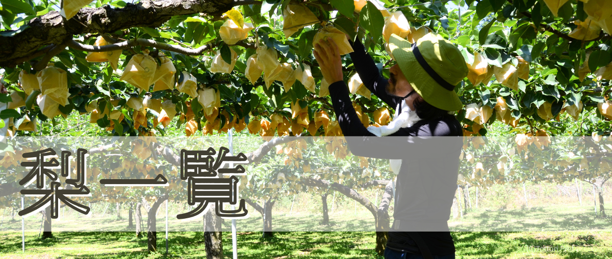 梨一覧