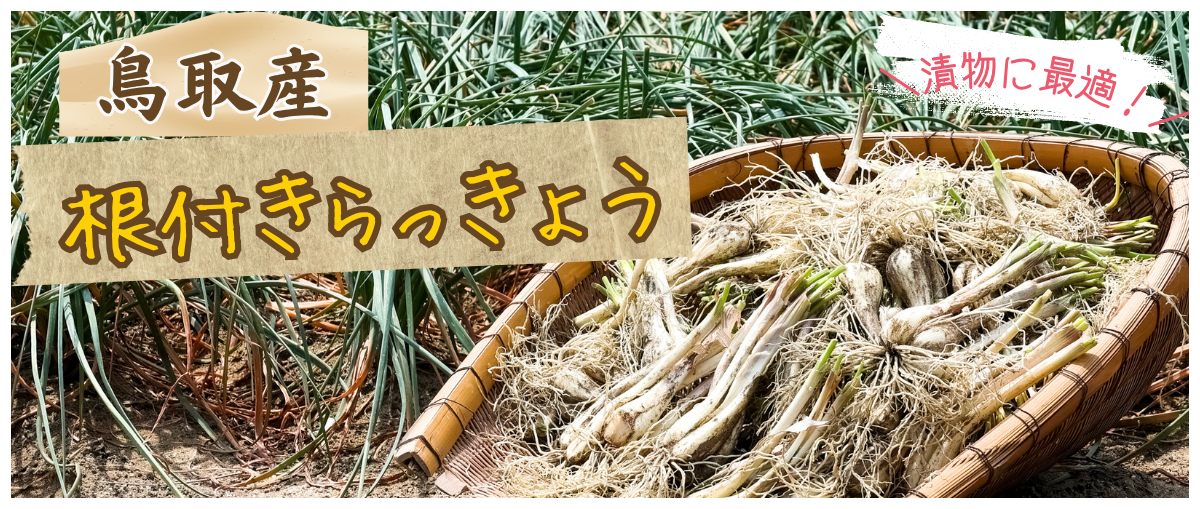 鳥取産根付きらっきょう