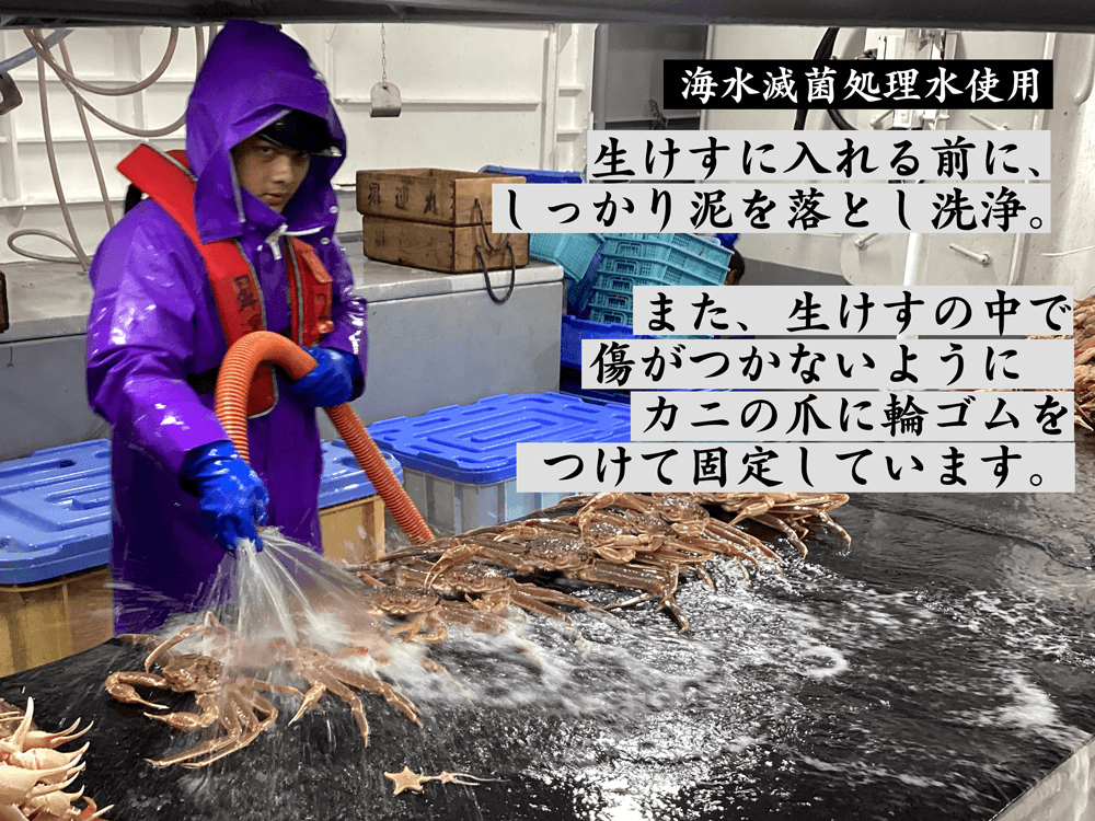 魚辰