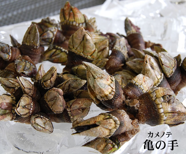 山米鮮魚