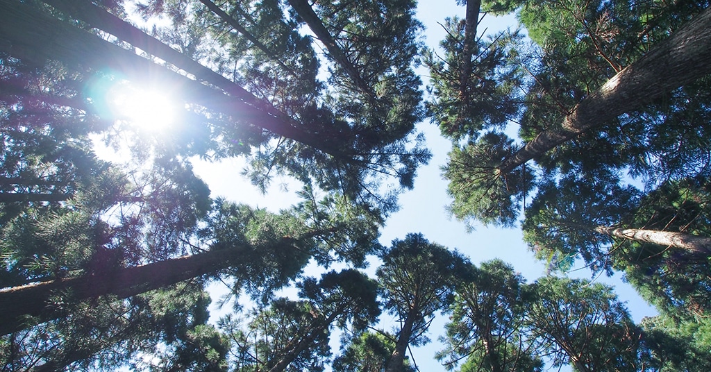 鳥取県産智頭杉を使用したバレルサウナ（ONESAUNA）
