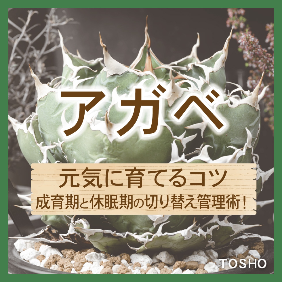 ������ �����˰�Ƥ륳�ġ�������ȵ�̲�����ڤ��ؤ������ѡ���