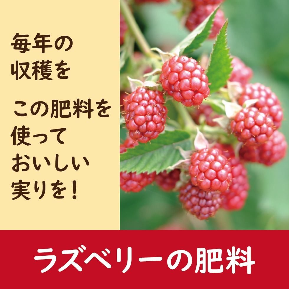 ����ǥ饺�٥꡼���Ƥ褦���
