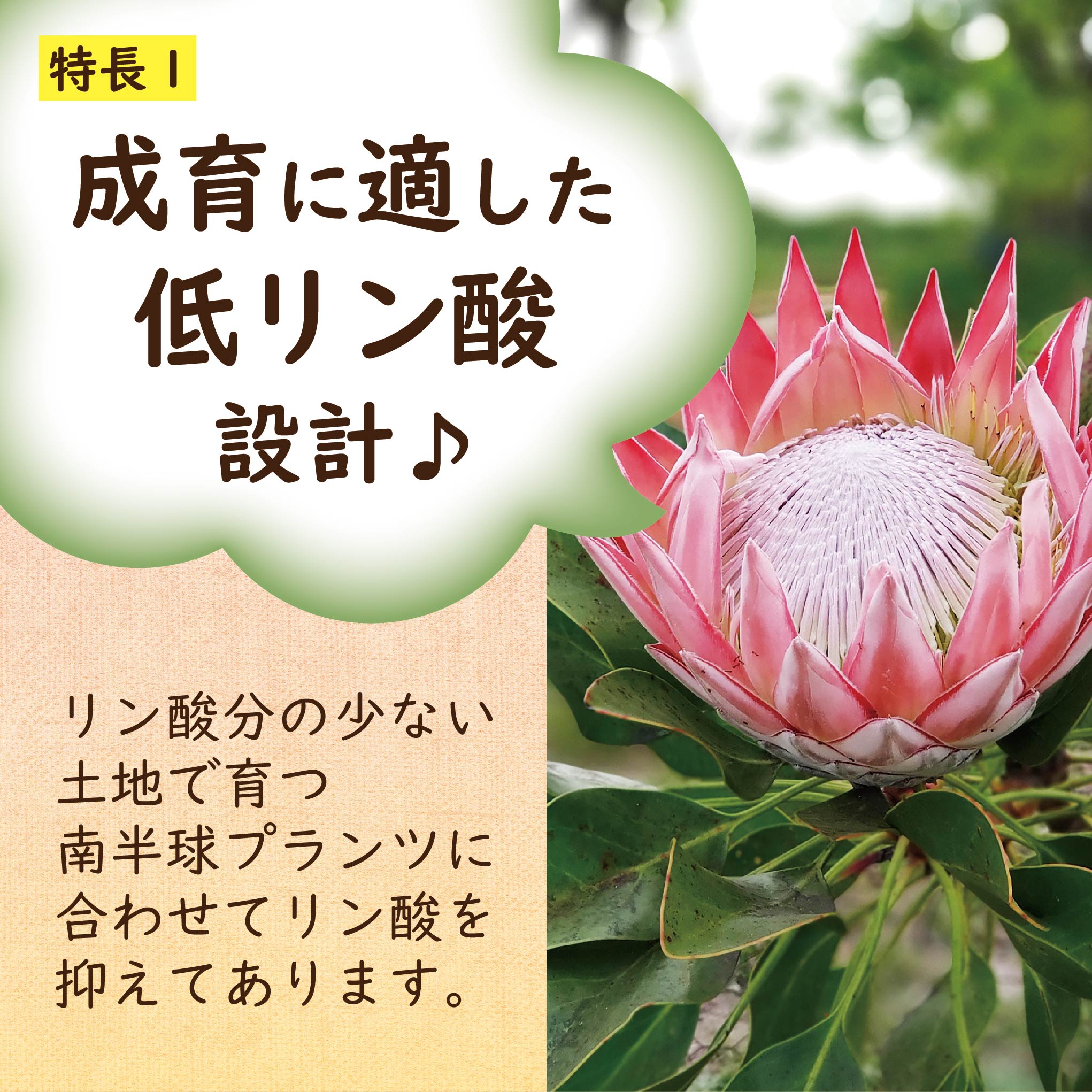 南半球プランツの肥料 100ｇ×2袋入り【有機肥料製造メーカー】