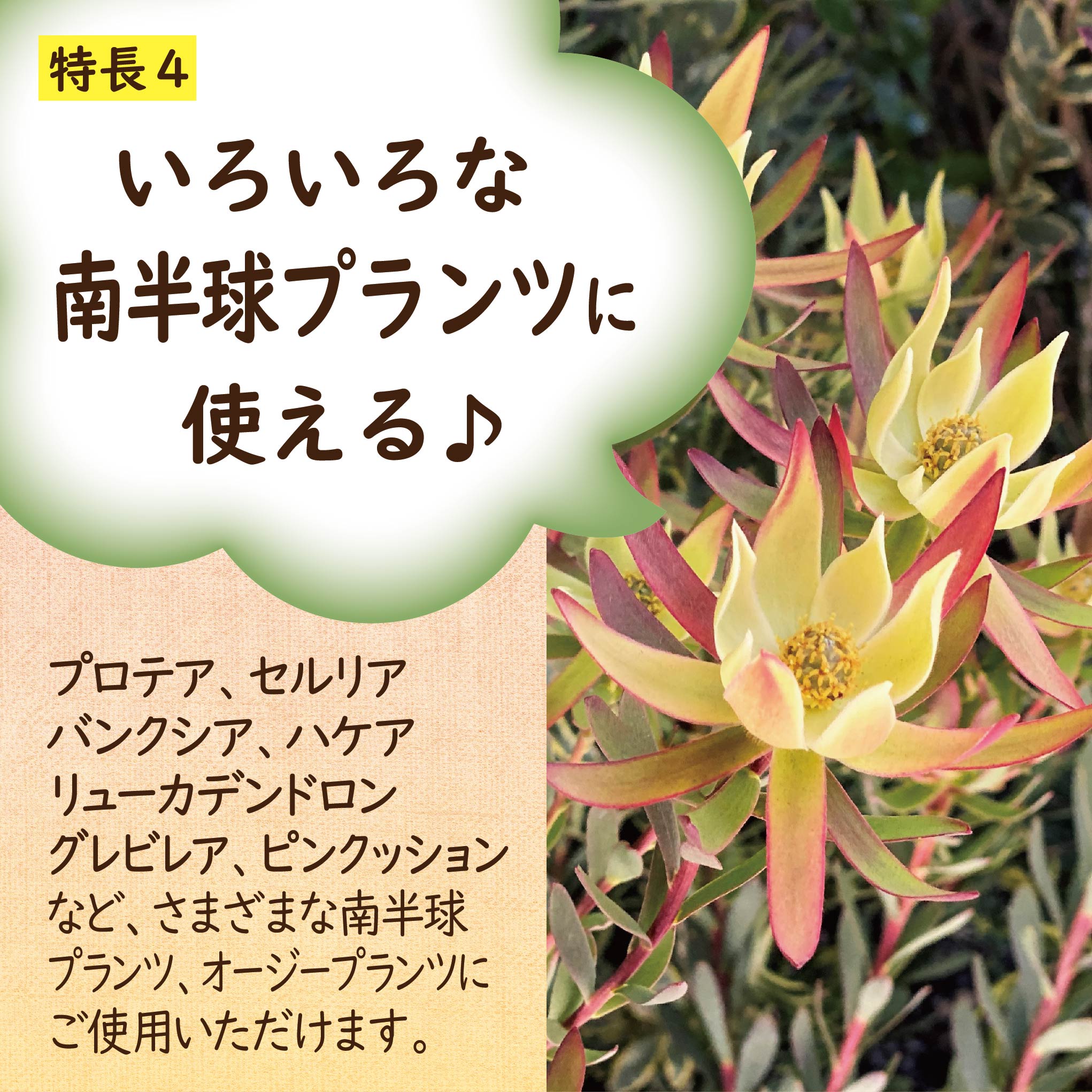 プロテア　オータムプリンス　6号（グレビレア、バンクシア、リューカデンドロン） プロテア オータムプリンス 6号（グレビレア、バンクシア、リューカ