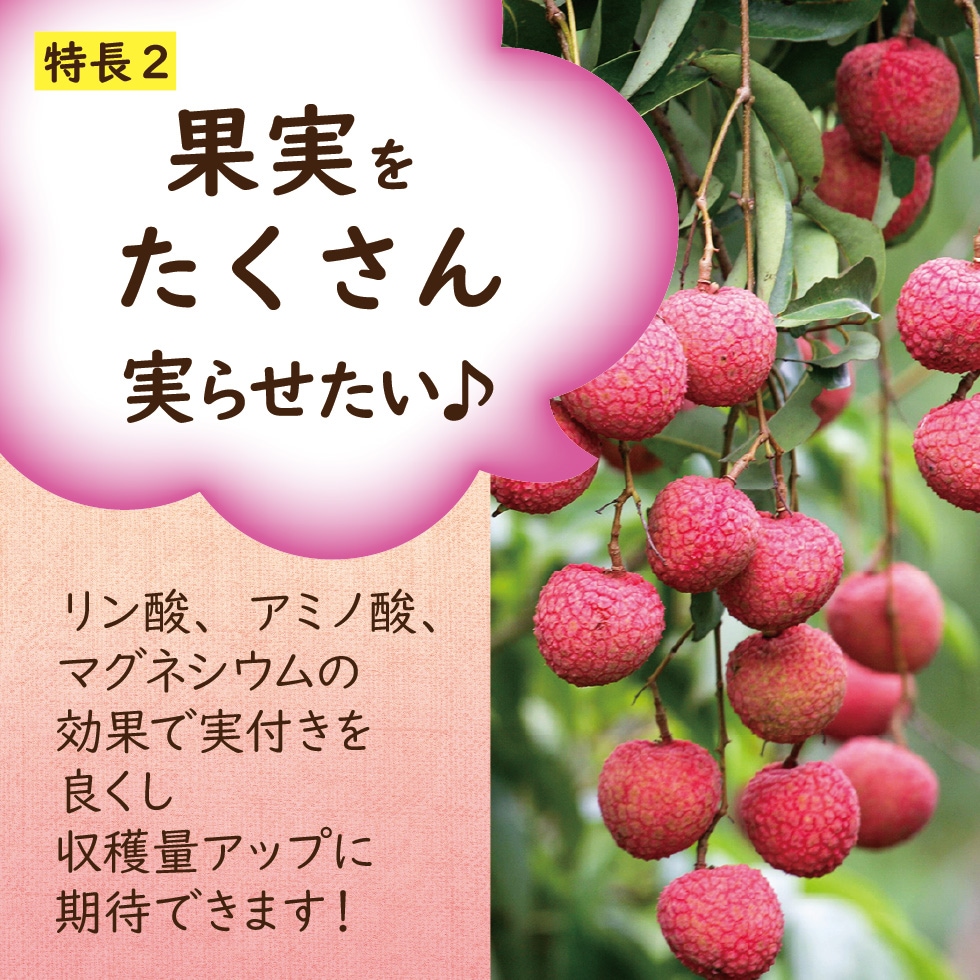 �饤��������