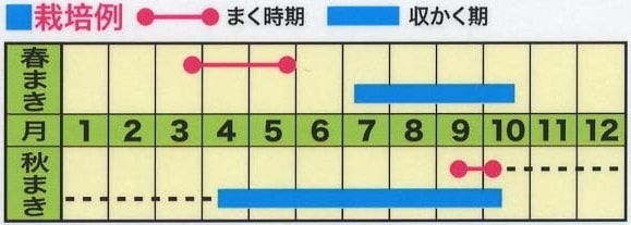 カモミール | 種（トーホク） | Tree people