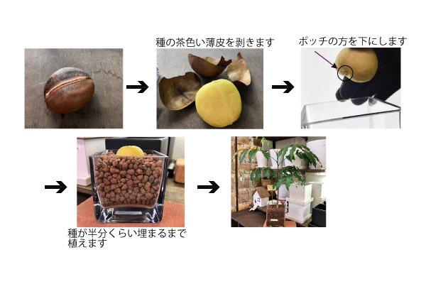 ジャックと豆の木栽培set 植物 種 植物 Tree People