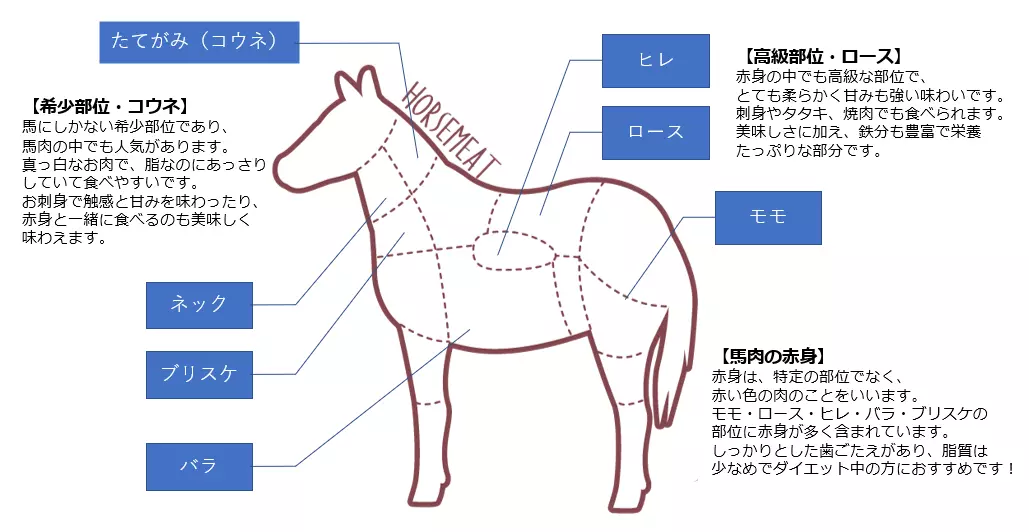 馬肉の部位と特徴